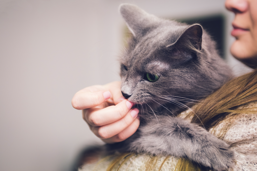 gato moggy gris de pelo largo en brazos de una mujer - razas de gatos más amigables
