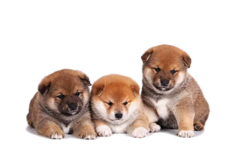 Cachorros de Shiba Inu
