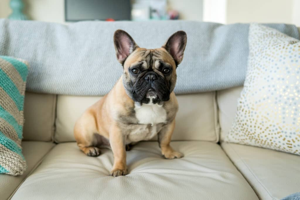 bulldog francés en el sofá