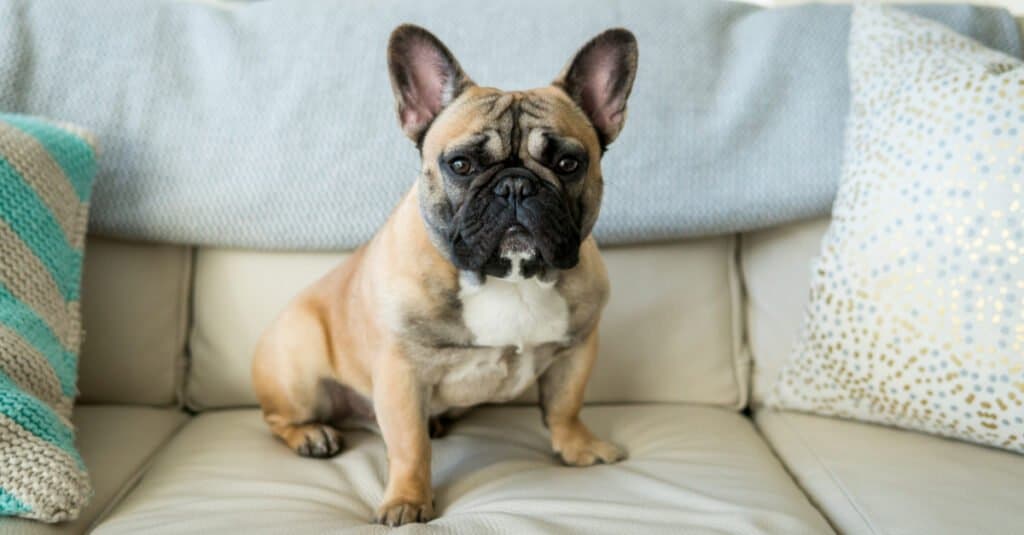 Bulldog francés sentado en el sofá