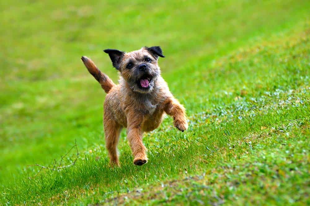 Un border terrier corriendo por la hierba con la lengua fuera.