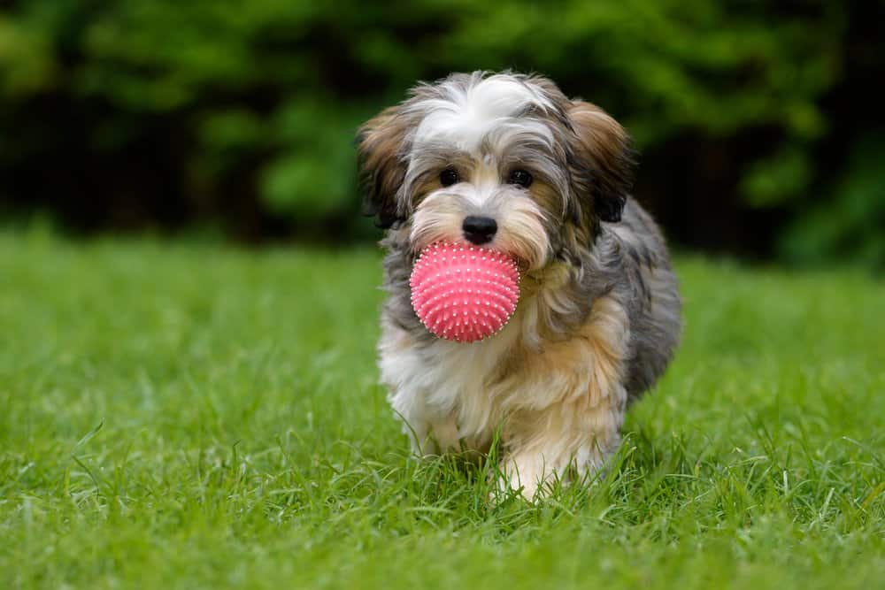 Cachorro habanero de pie en la hierba con una pelota en la boca