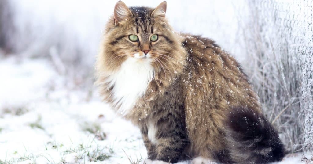 Razas de gatos más caras: Siberiano