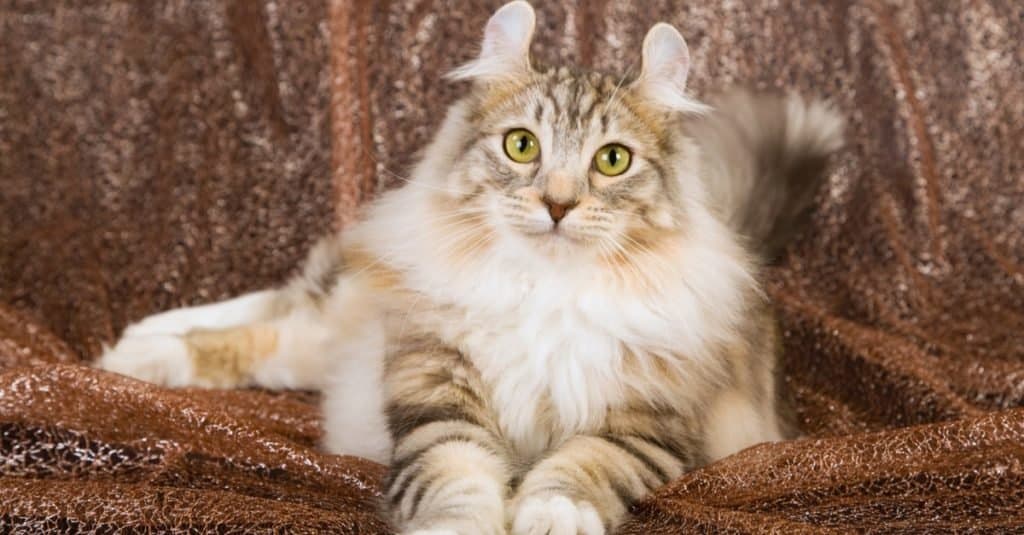Razas de gatos más caras: American Curl