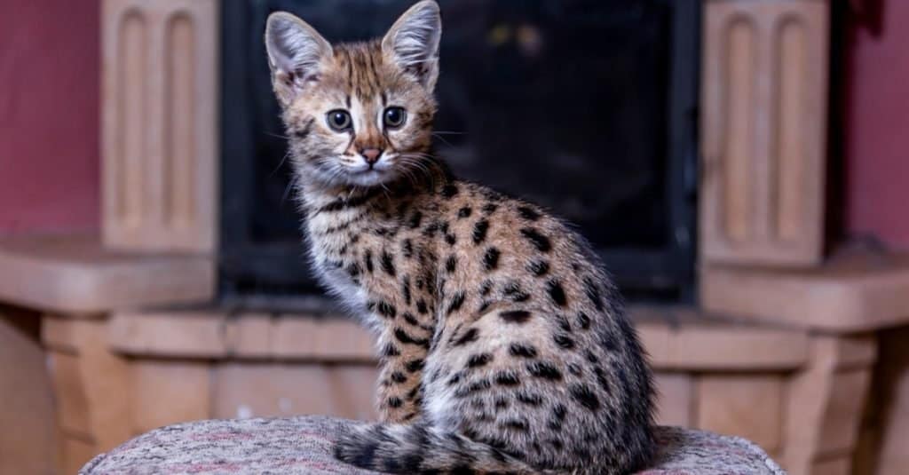 Razas de gatos más caras: Gato Savannah