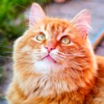 8 razas de gatos naranjas y nombres de gatos naranjas