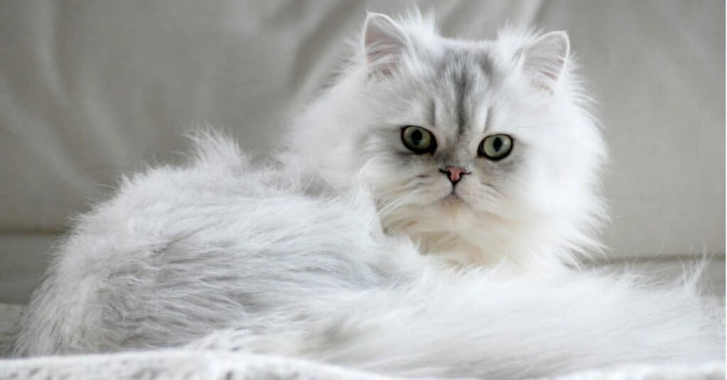 Tipos de gatos blancos - Gato persa