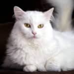 15 Tipos de gatos blancos