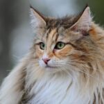 10 razas de gatos más bonitas