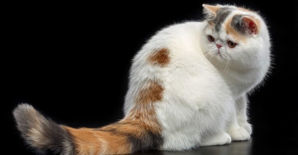 Los gatos más feos - Exótico de pelo corto