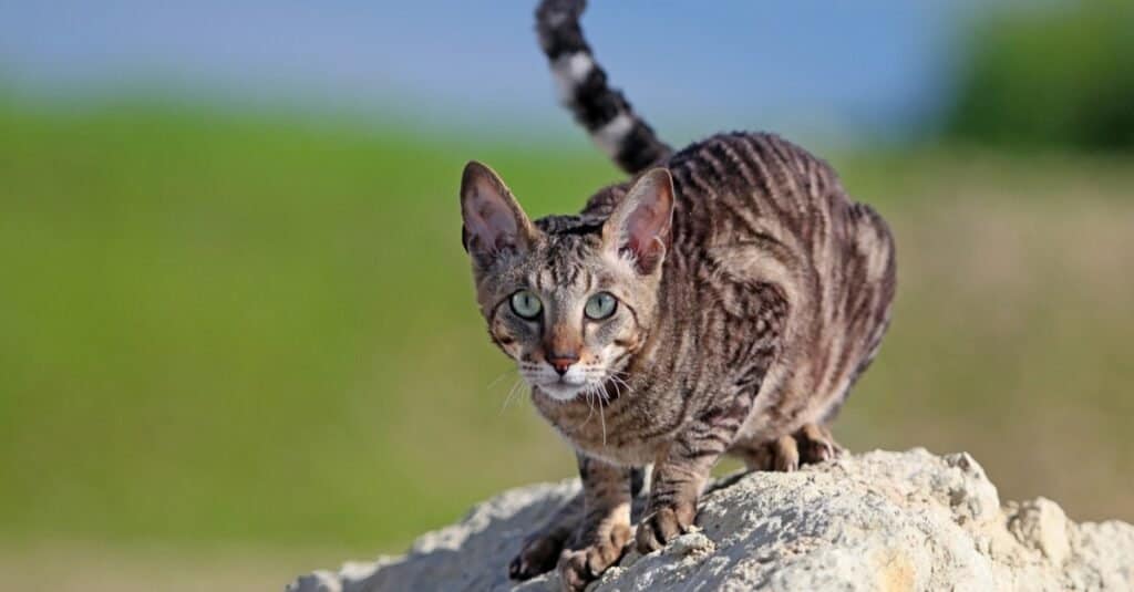 Los gatos más feos - Cornish Rex