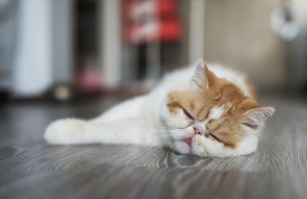 Gato exótico de pelo corto durmiendo - raza de gato perezoso