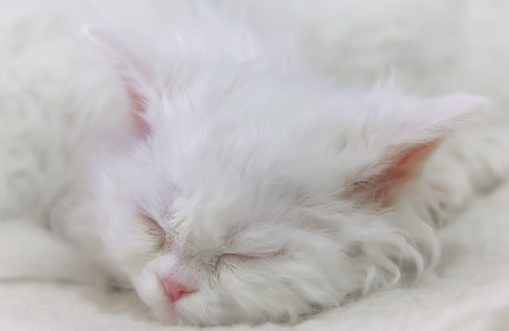 Gato Selkirk Rex durmiendo - raza de gato perezoso
