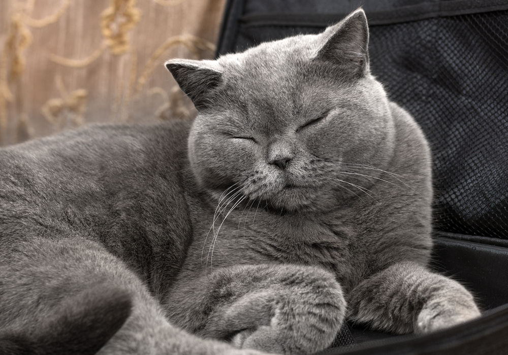 Gato de pelo corto británico durmiendo - raza de gato perezoso