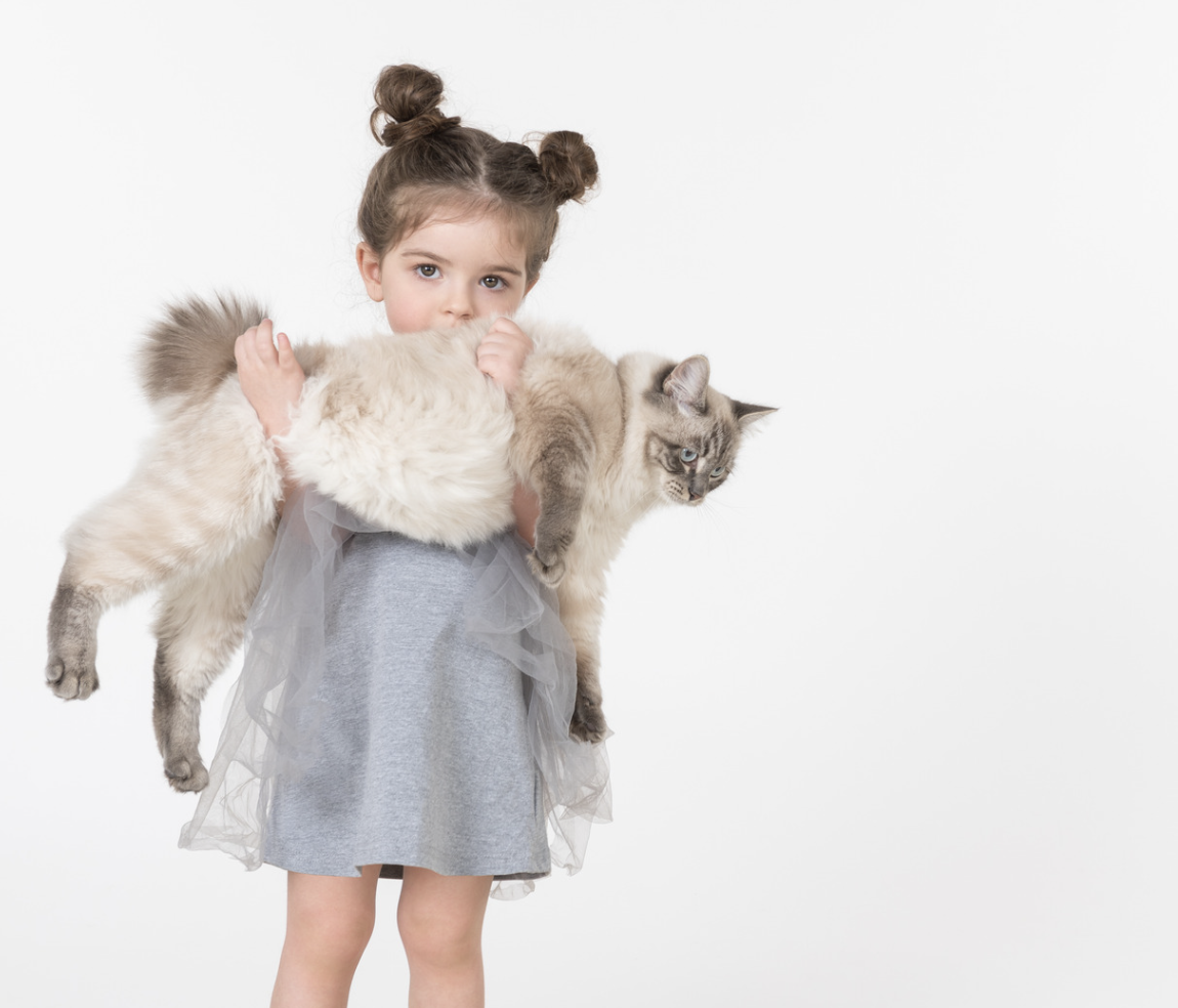 niña sosteniendo un gato Ragdoll