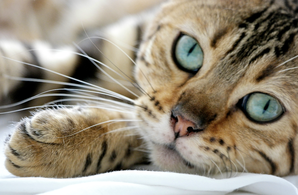 Gato de Bengala - razas de gatos más amigables