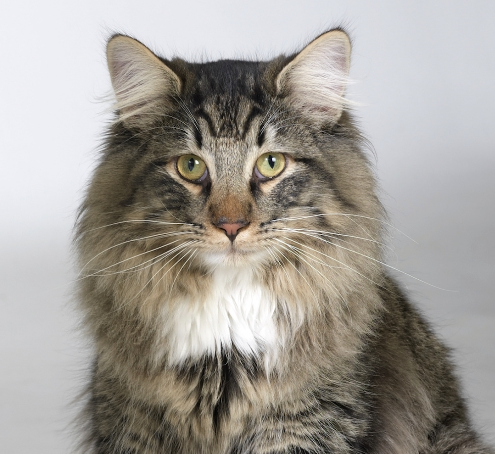 Gato de los Bosques de Noruega - razas de gatos más amigables