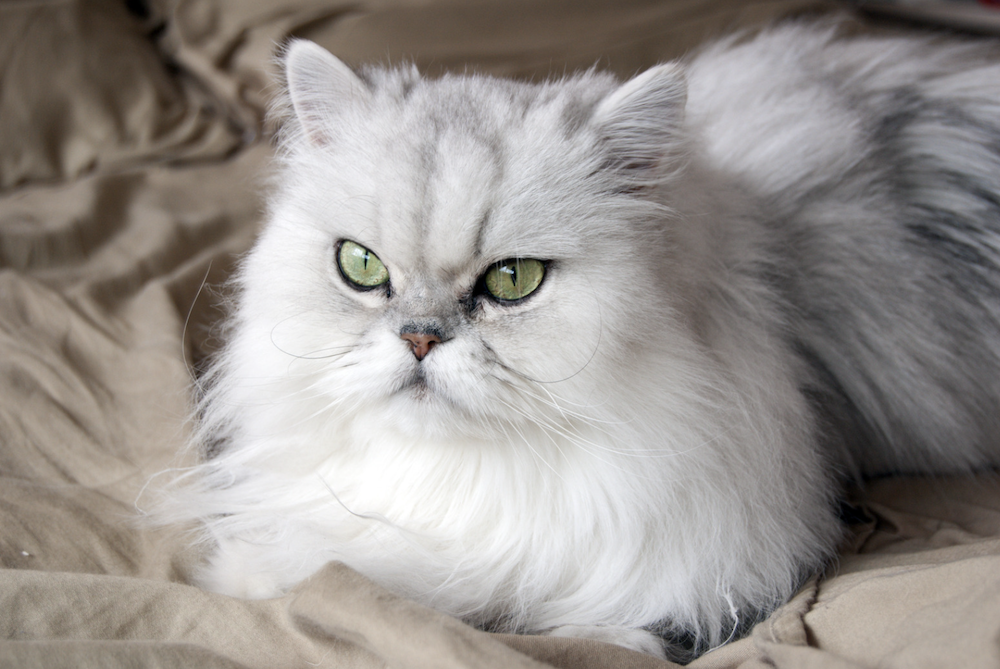 Gato persa - razas de gatos más amigables
