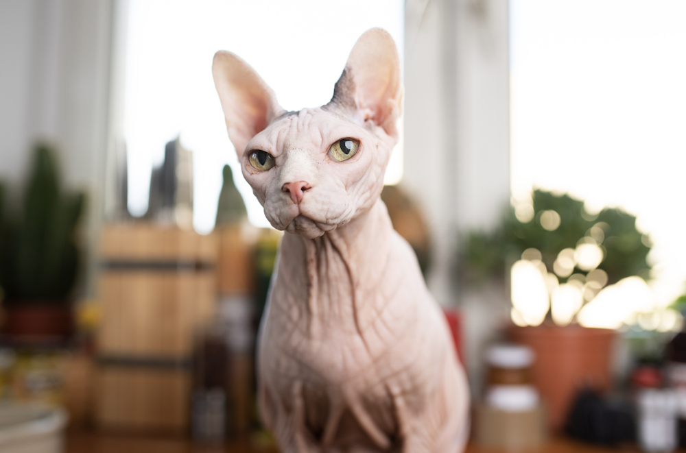 Gato Sphynx - razas de gatos más amigables
