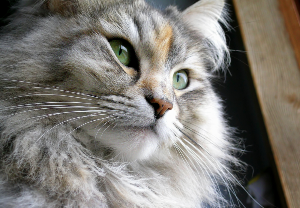 Gato siberiano - razas de gatos más amigables