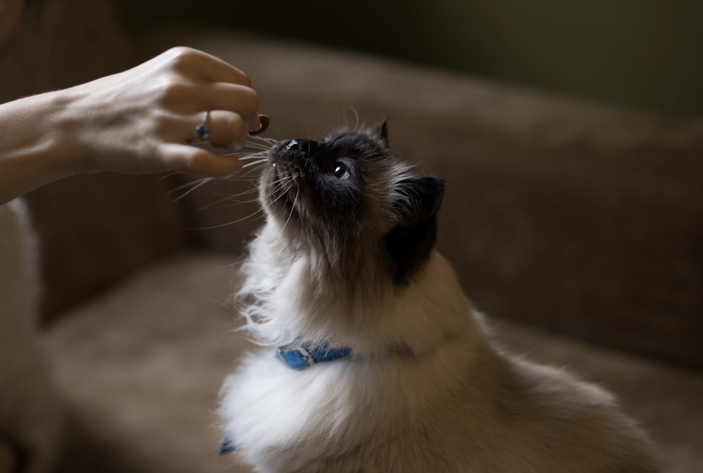 alimentar a mano al gato himalayo - razas de gatos más amigables