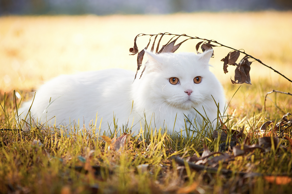 Gato de angora turco