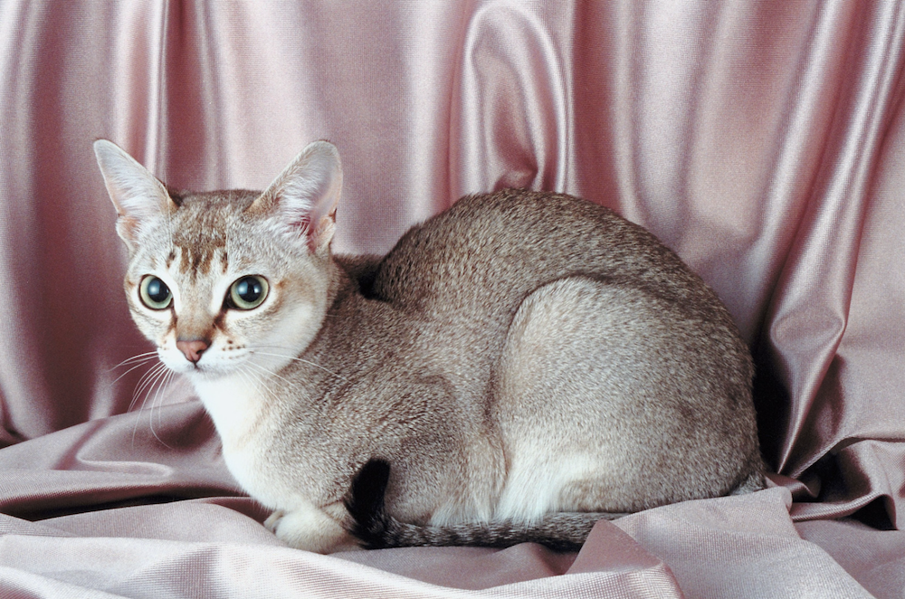 gato Singapura de pelo corto
