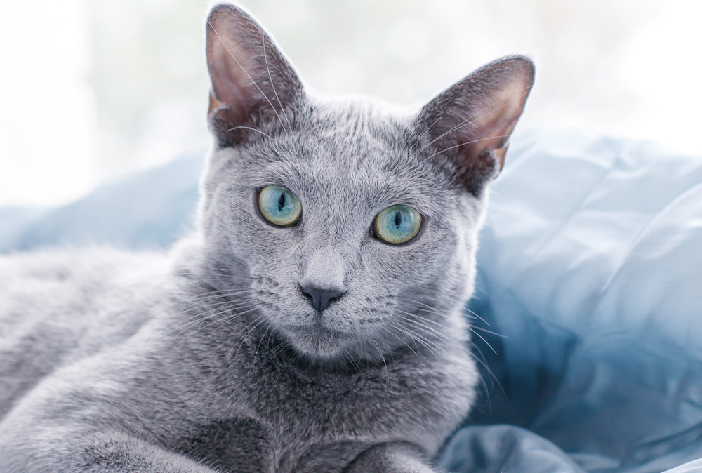 gato Azul Ruso de pelo corto