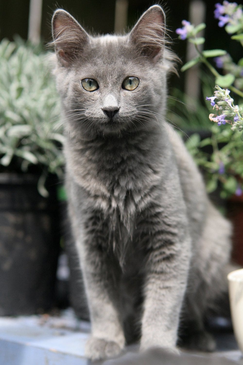 joven gato de Nebelung sentado al aire libre