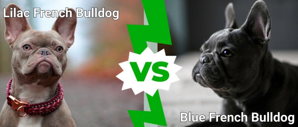 Bulldog Francés Lila vs Bulldog Francés Azul