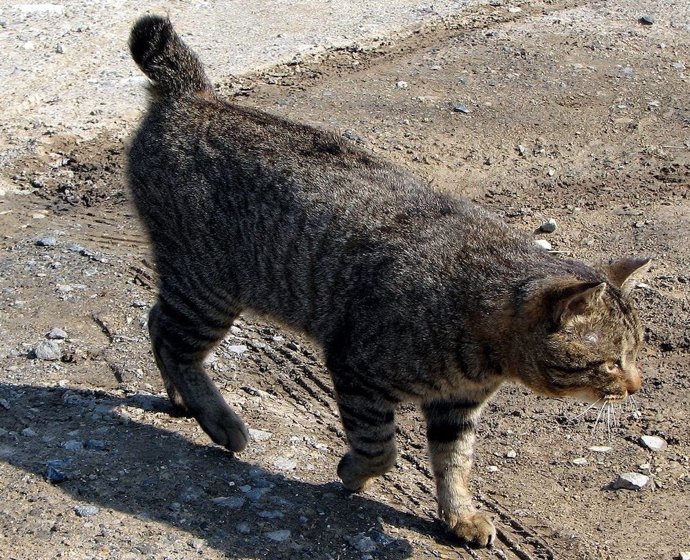 gato Bobtail americano atigrado marrón