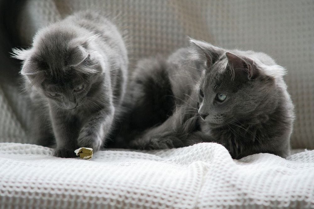 dos jóvenes gatos Nebelung jugando en el sofá
