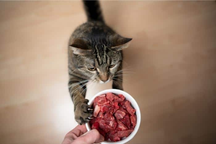 ¿Qué es una dieta BARF para gatos? Seguridad, preparación, preguntas