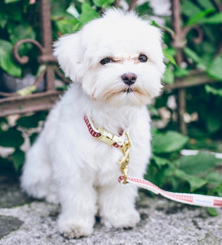 cachorro maltés blanco con correa en el exterior - las mejores razas de perros para gatos