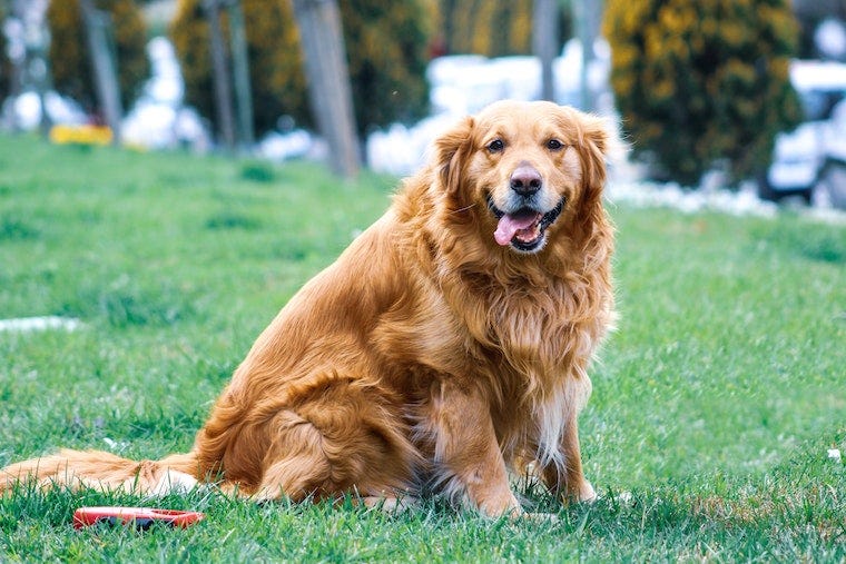 golden retriever sentado en la hierba - las mejores razas de perros para gatos