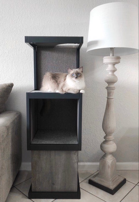 Gato ragdoll en una torre para gatos - cómo evitar que los gatos arañen los muebles
