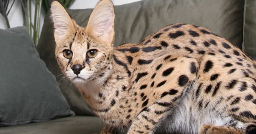 LAS 15 RAZAS DE GATOS MÁS CARAS