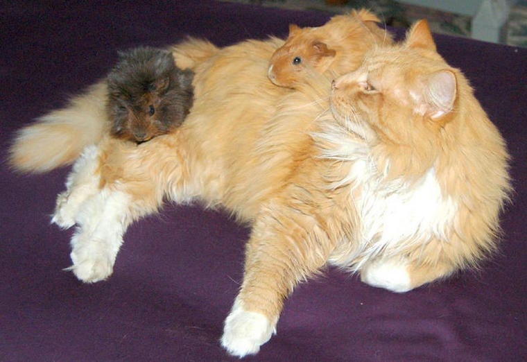 Gato naranja de pelo largo con dos cobayas sentadas encima: ¿pueden llevarse bien los gatos y las cobayas?