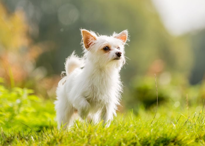 Chorkie Mezcla de Yorkshire Terrier y Chihuahua