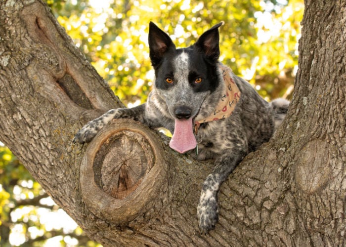 perro heeler de texas