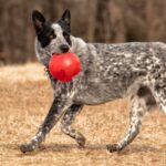 Todo sobre la raza de perro Texas Heeler (mezcla de pastor australiano y perro boyero) Perfil de la raza de perro Texas Heeler (mezcla de
