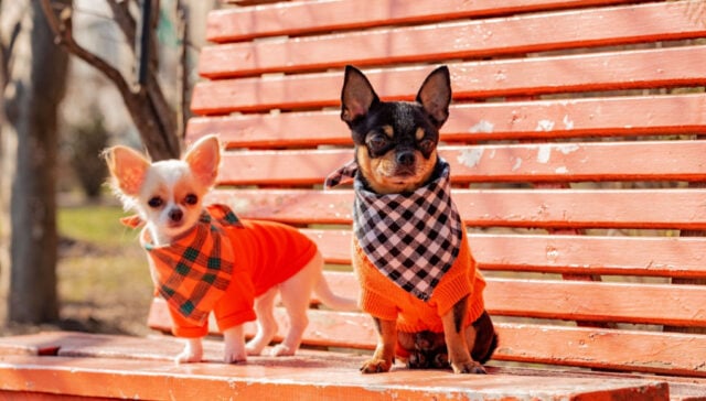 razas mezcla de chihuahua