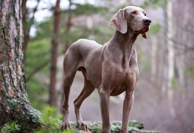 Gran Weimar Gran Weimar