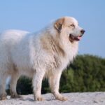 las razas de perro más fuertas del mundo