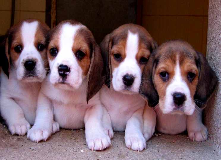 cuanto crece un beagle-