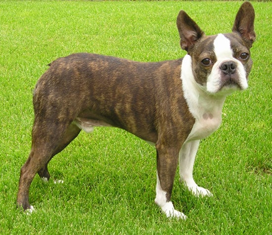 diferencias entre el Boston Terrier y el Bulldog francés