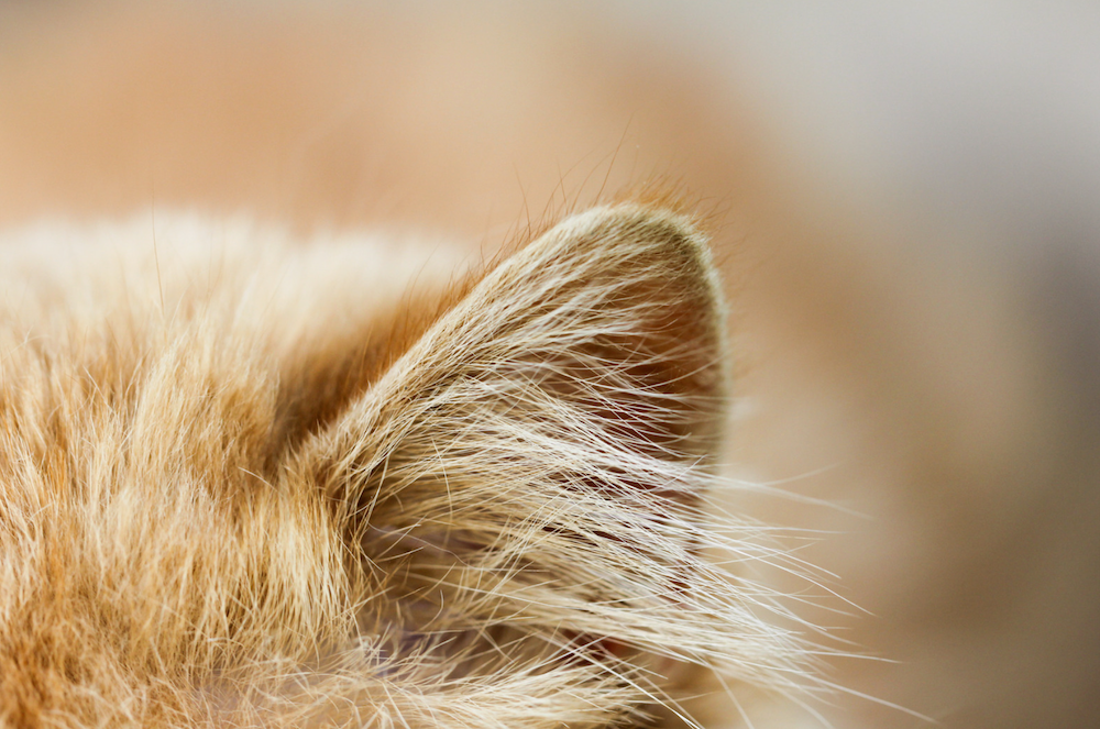 accesorios para orejas de gato