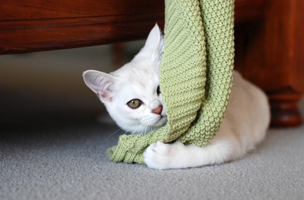 Gato burmilla jugando con una manta
