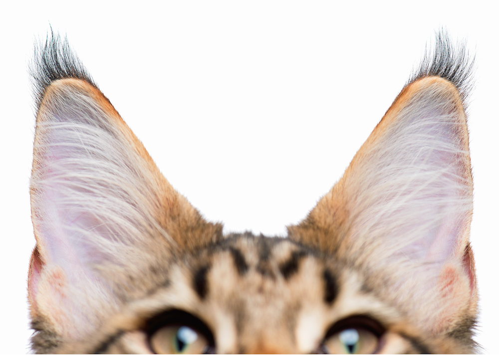 mechones de orejas de gato