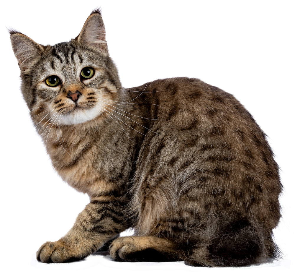 Gato Pixie-bob